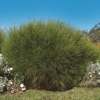 Casuarina Greenwave