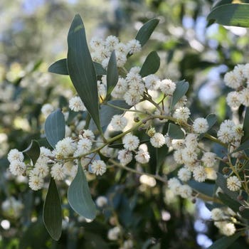 Acacia melanoxylon - blackwood