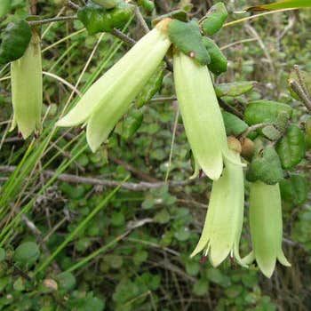 Correa reflexa flowers