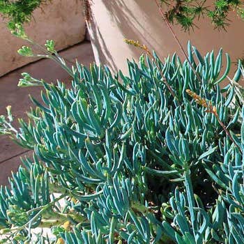 Senecio blue chalk sticks in sun