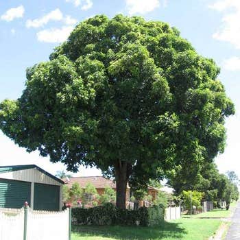 Flindersia australis - crows ash