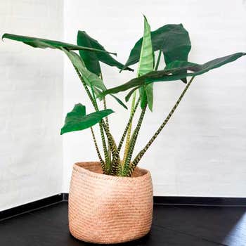Alocasia Zebrina