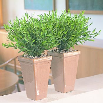 baby bamboo grass