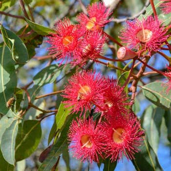 Australian Wildflower red flowering gum - seed