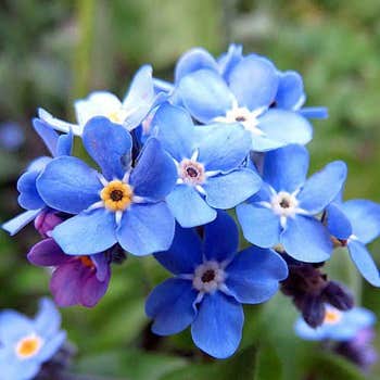 forget me not flower seed