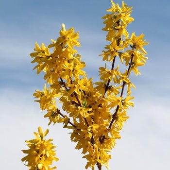 forsythia 