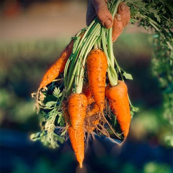 carrot chantenay seed