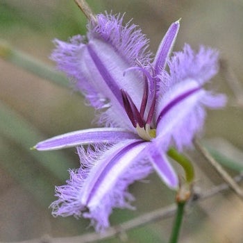 fringed lily seeds