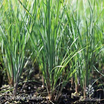 blue-green Lomandra Frosty Top