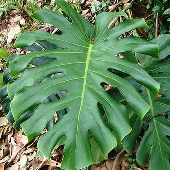 Monstera deliciosa - fruit salad plant