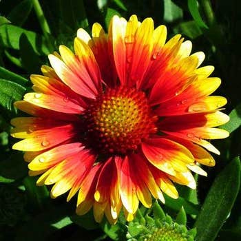 Gaillardia Arizona Sun - blanket flower