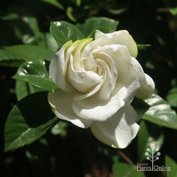 Aimee Yoshiba gardenia flower