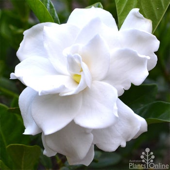 Gardenia Florida flower