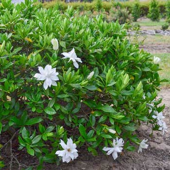 Gardenia Four Seasons bush