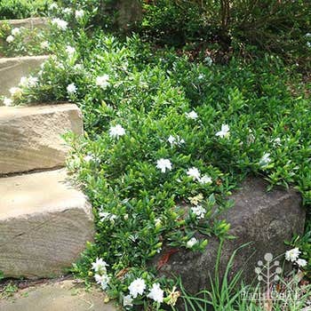 Gardenia radicans planting
