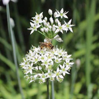 Garlic chives - seed