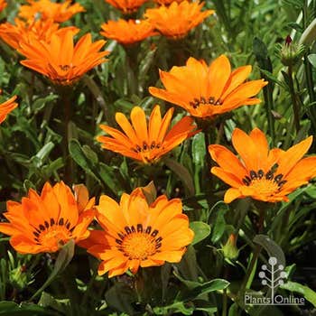 Gazania orange ring