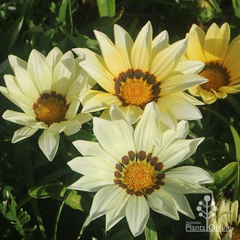 white gazania