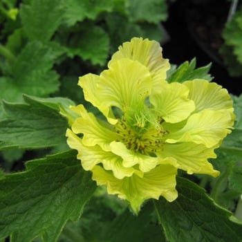 Geum Banana Daiquiri
