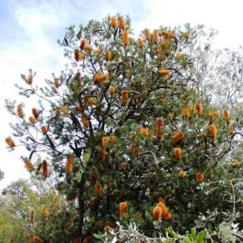Banksia Giant Candles