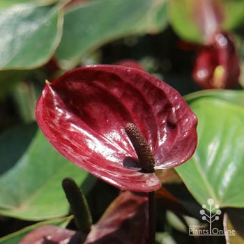 Anthurium Giant Chocolate flowers