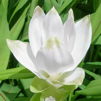 curcuma tropic snow