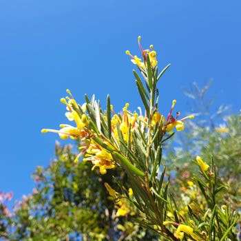Grevillea Gold Rush in sun