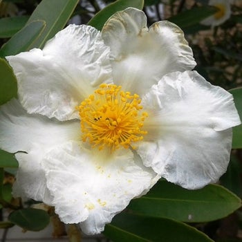 Gordonia - fried egg flower