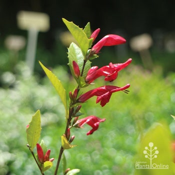 native holly fuchsia flowers