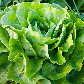 butter lettuce seed