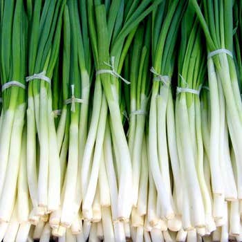 spring onion seed