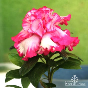 Azalea Gretel