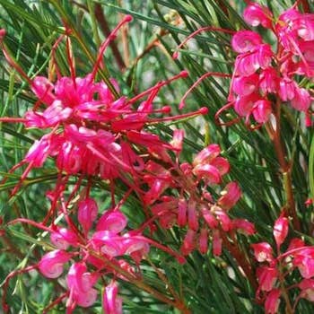 Grevillea Cherry Pie