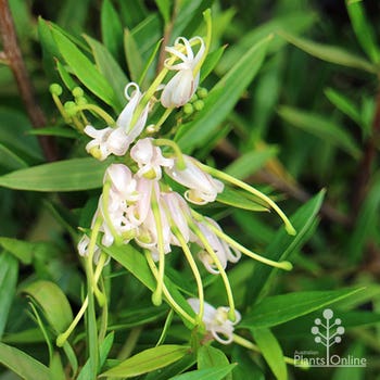 Grevillea Forest Rambler pale pink flowers