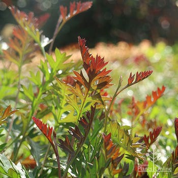 grevillea carpet layer leaf colour