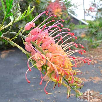 Grevillea Loopy Lou flower