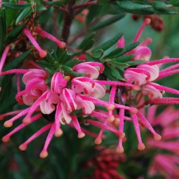 Grevillea Rosy's Baby
