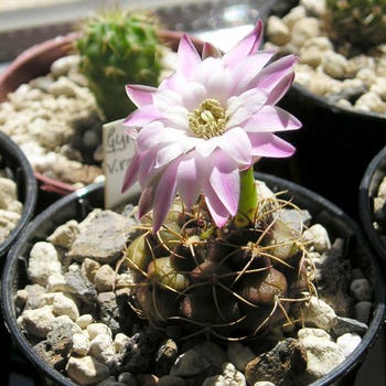 Gymnocalycium - gym ball cactus