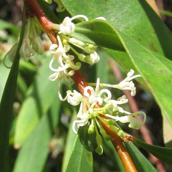 willow-leafed hakea