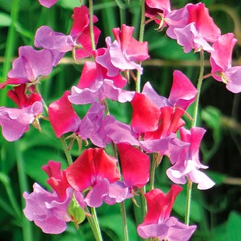 lilac and red sweet pea harbinger seed