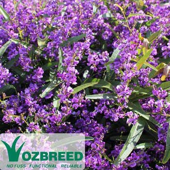 Hardenbergia Meema flower colour