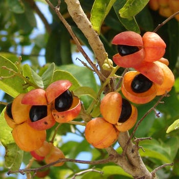 tulipwood berries