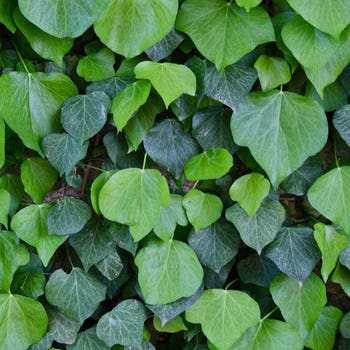 Hedera canariensis - Canary ivy