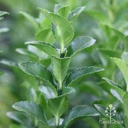 euonymus