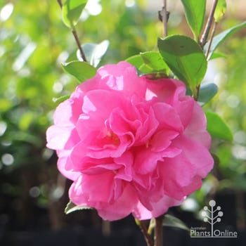 Paradise Hilda camellia