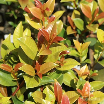 Syzygium Hinterland Gold