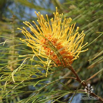Grevillea Honey Gem flowers