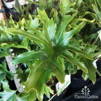 Philodendron Hope