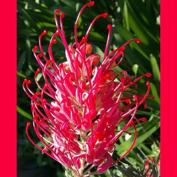 Grevillea Pink Candelabra - grafted