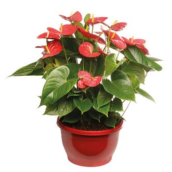 Anthurium Red Winner